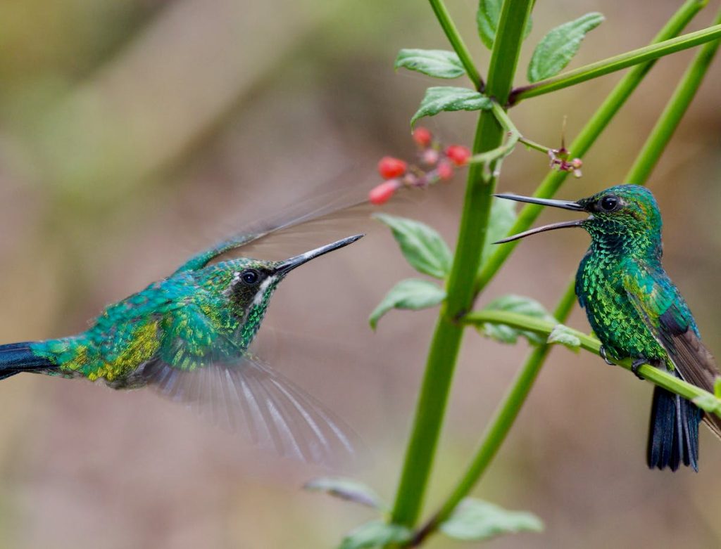 HummingBirds of Florida – Wonders of the Nature 1